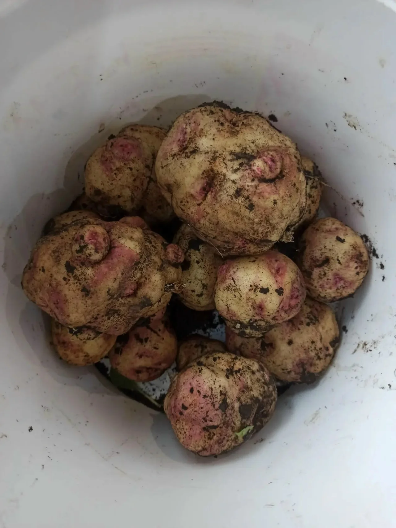 Продам картофель (сорокодневку)