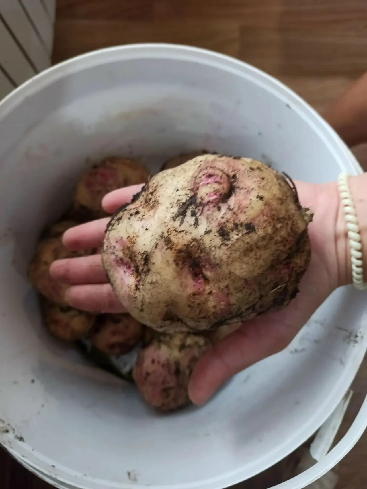 Продам картофель (сорокодневку)