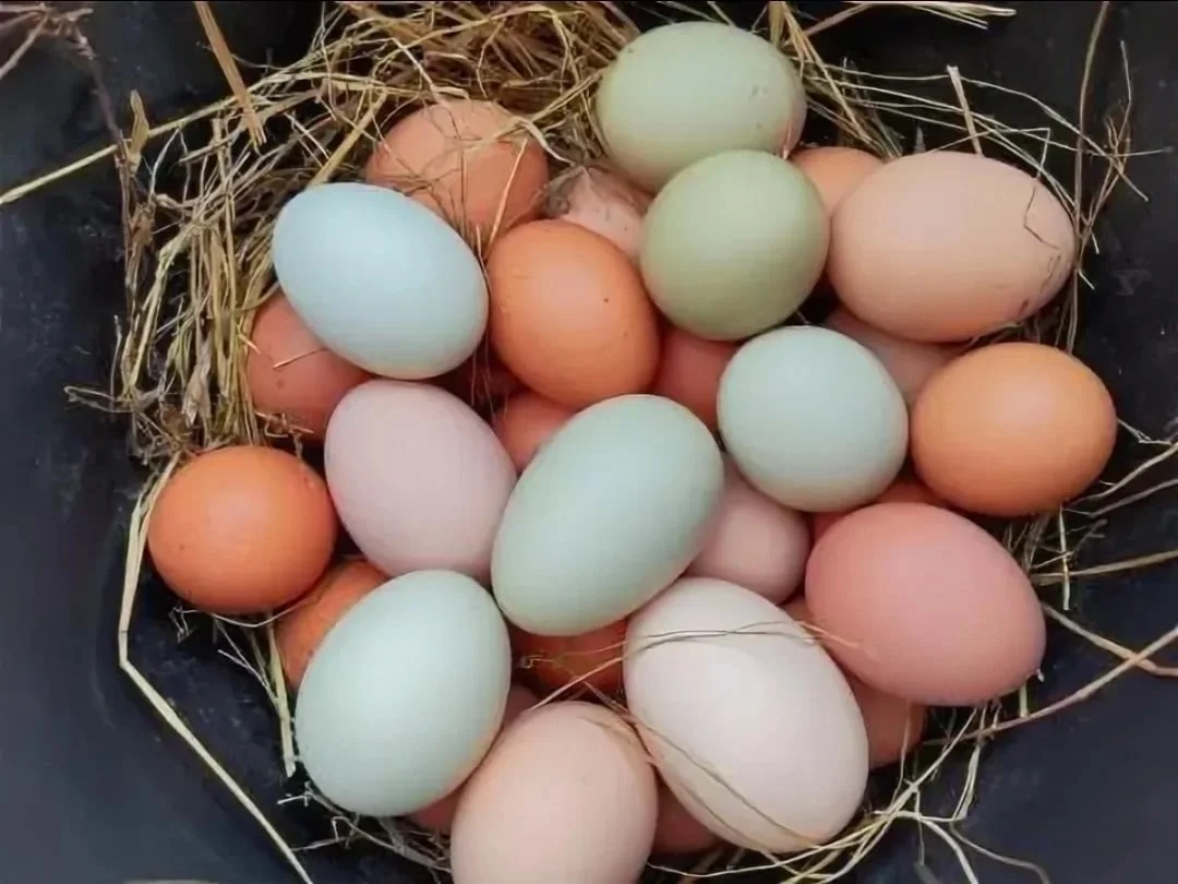 Продам свежие, домашние, куриные яйца