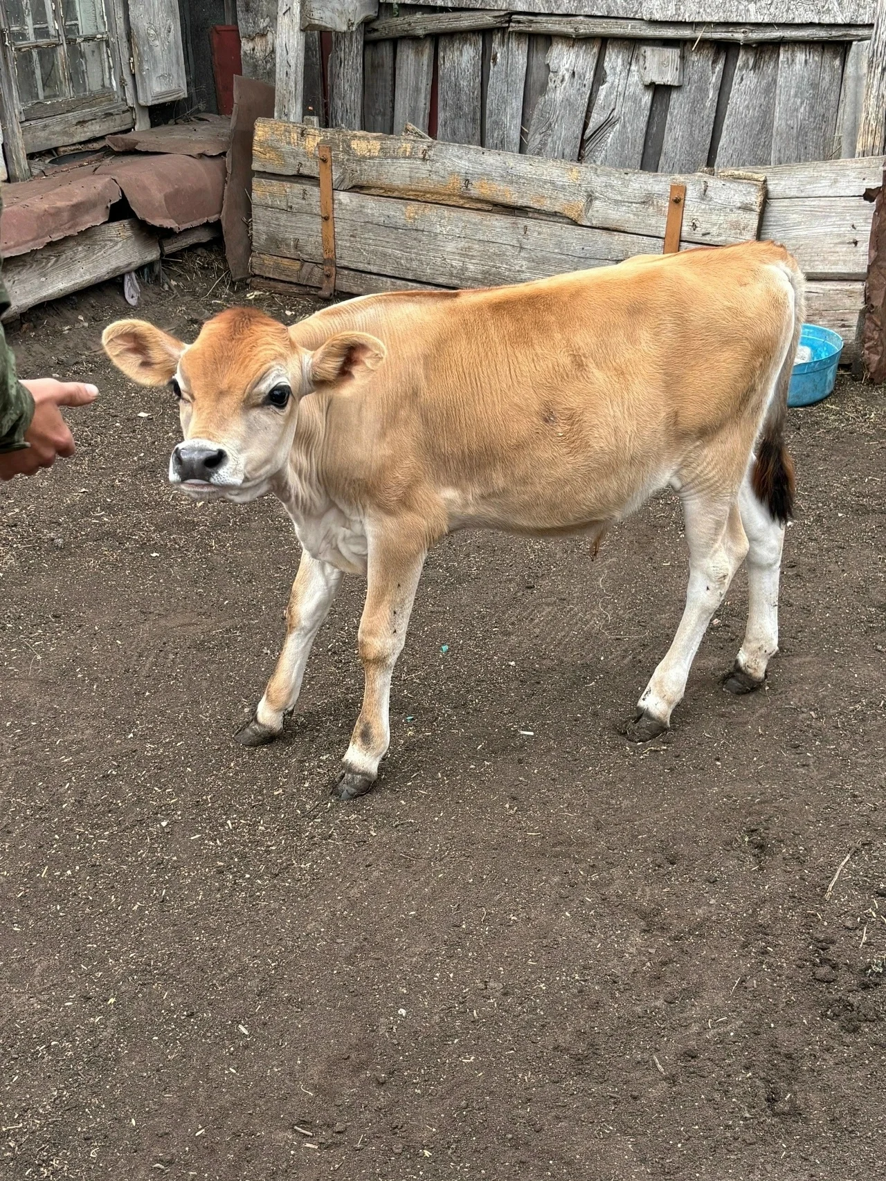 Продам бычка на племя