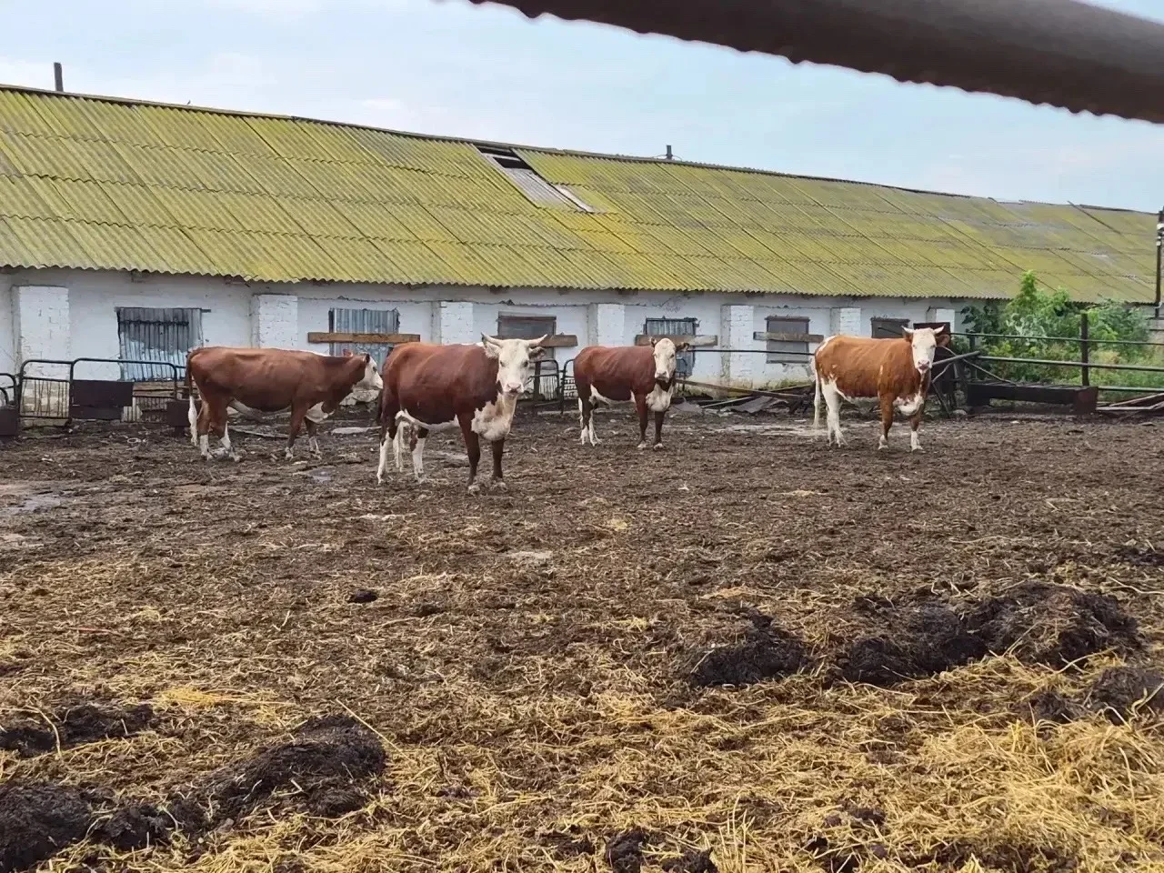 Продаются нетели белоголовые 4 головы