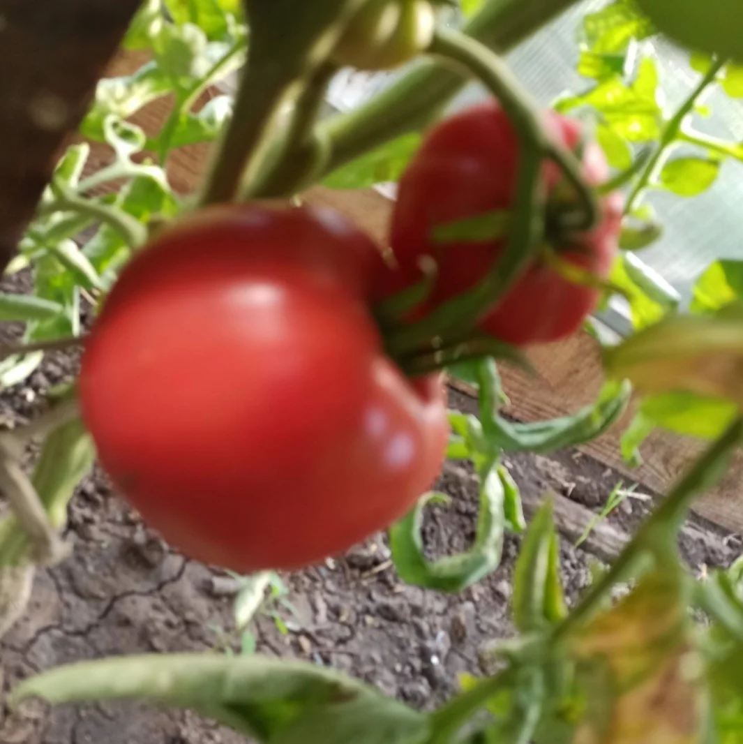 Продам помидору, огурцы и кабачки