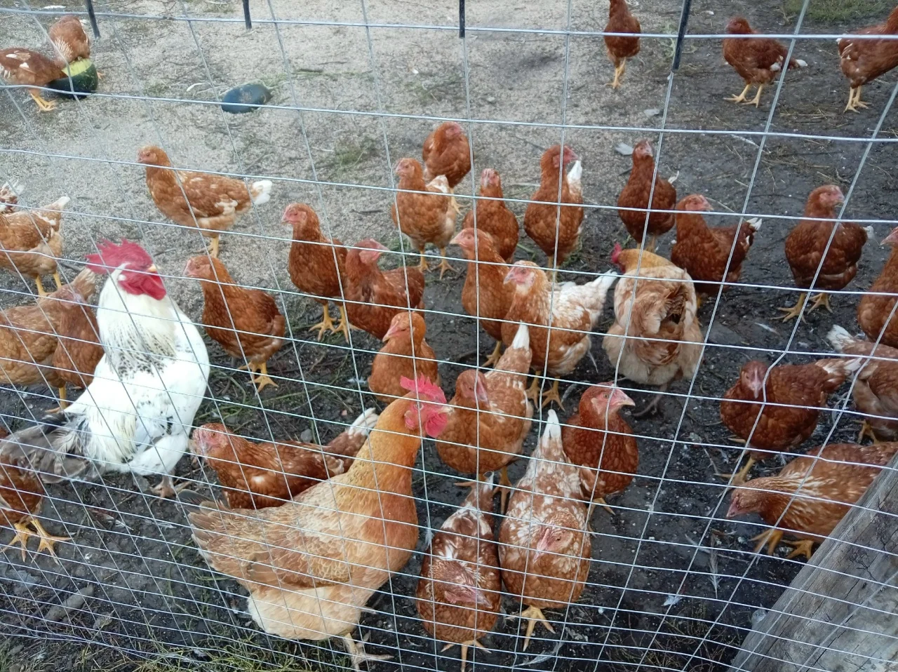 Продам несушек (молодки)