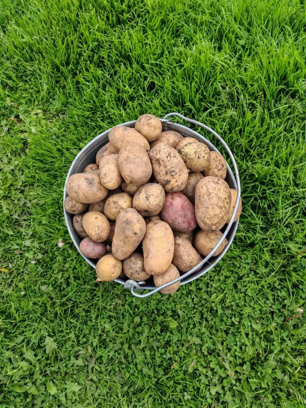 Продается мелкая картошка