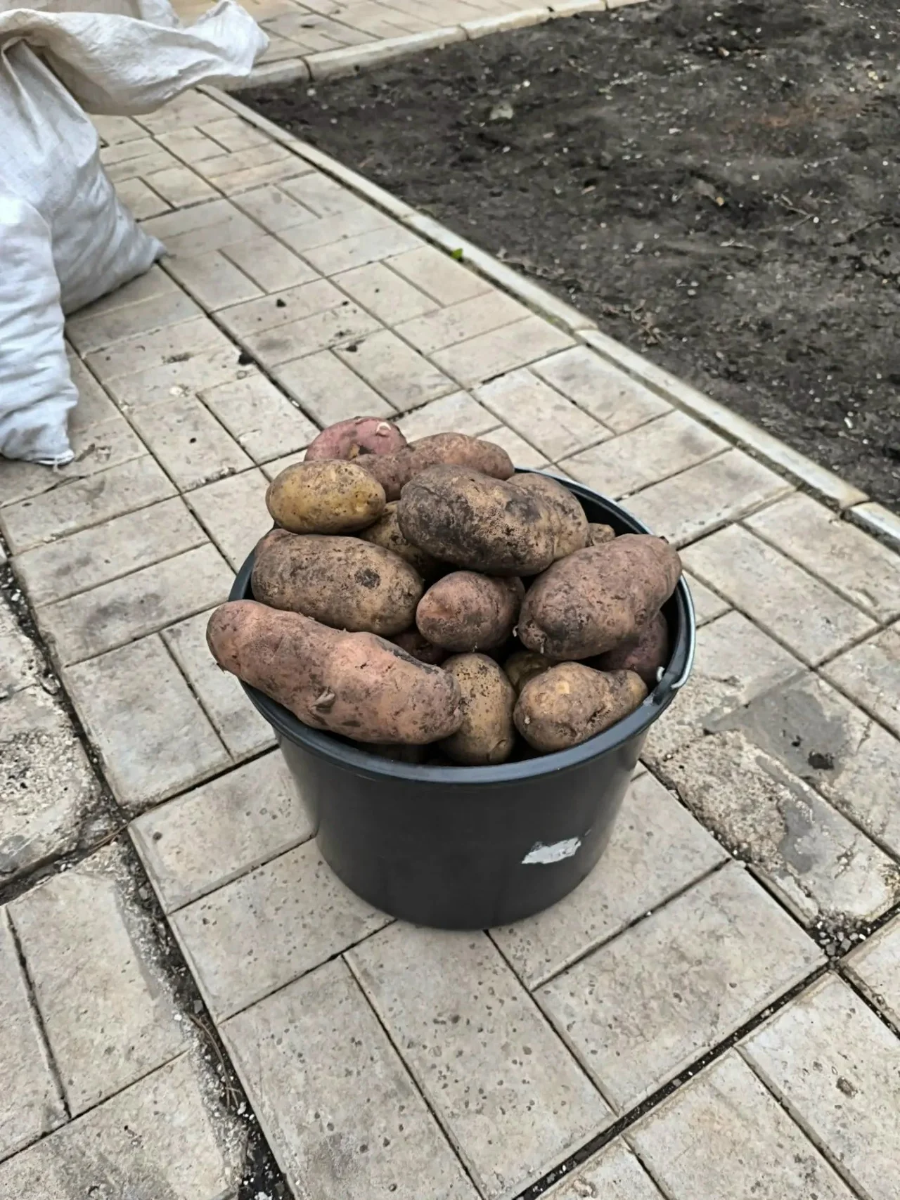 Продам картошку без проволочника