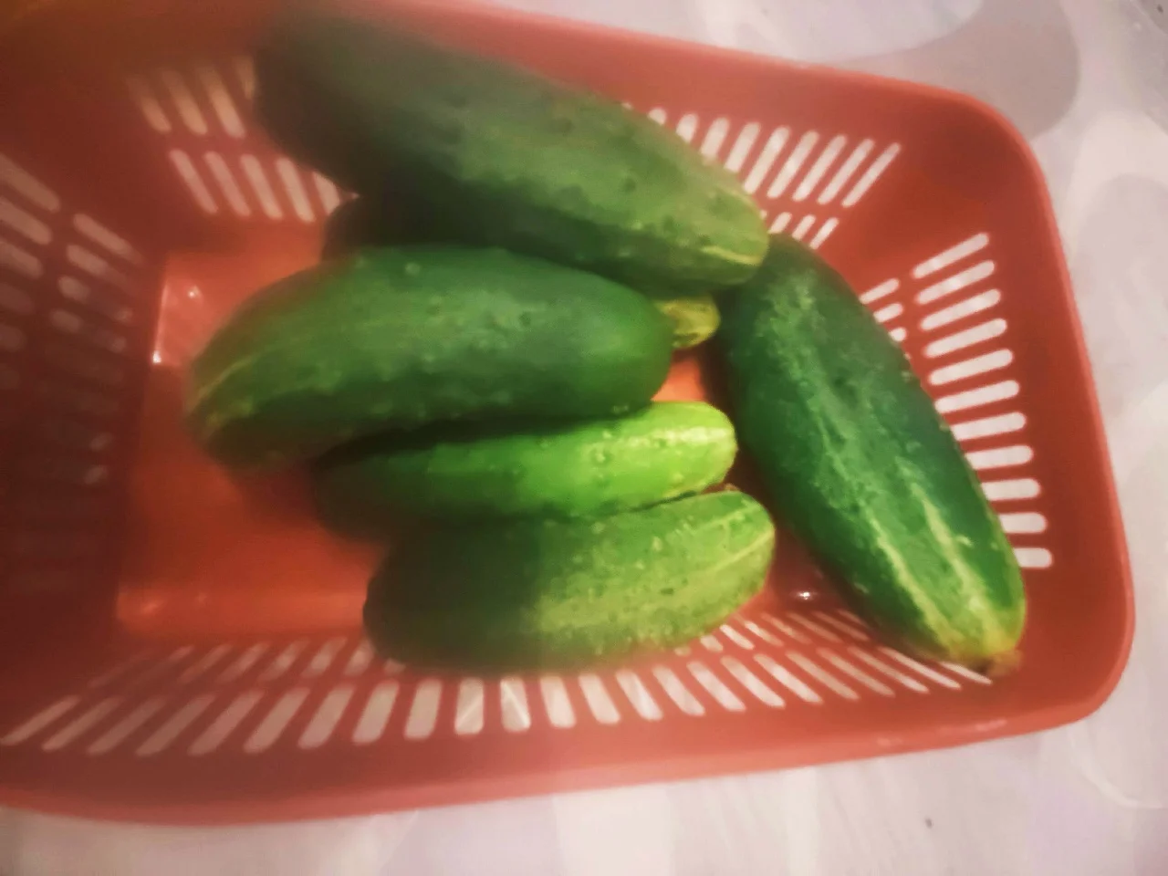 Предлагаю цукини и огурцы