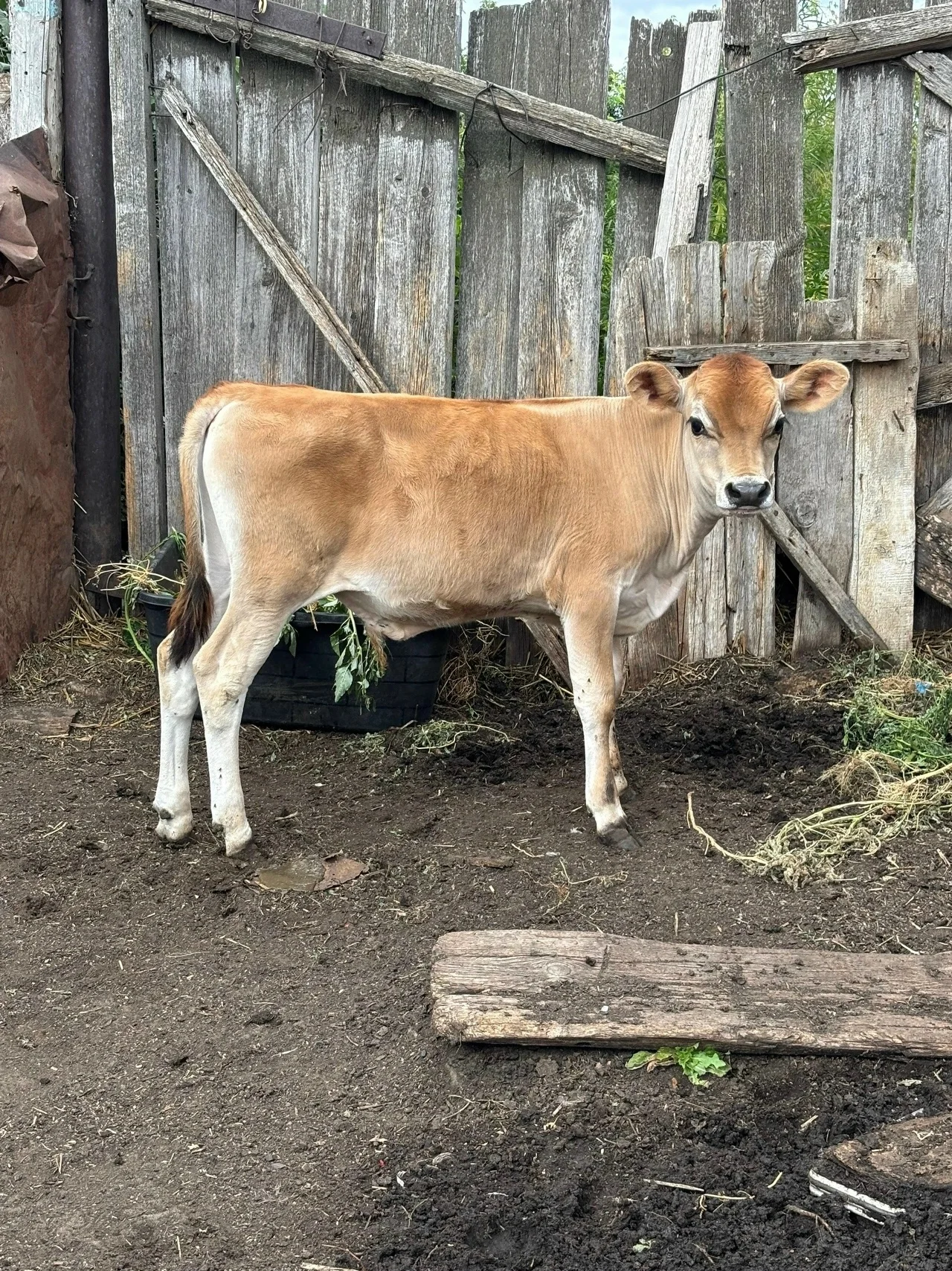 Продам бычка на племя