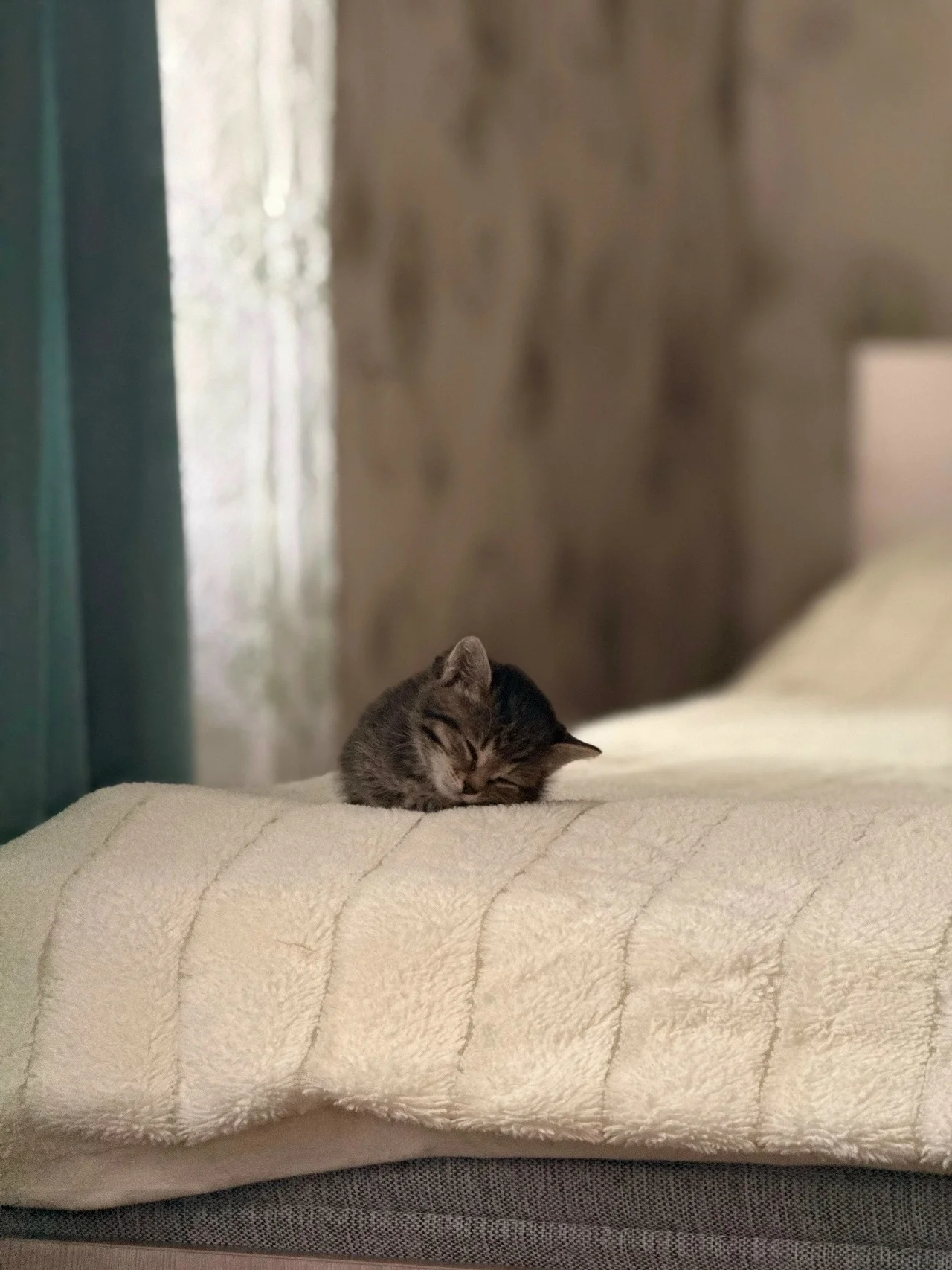 ️Срочно отдадим ласкового котёнка-девочку
