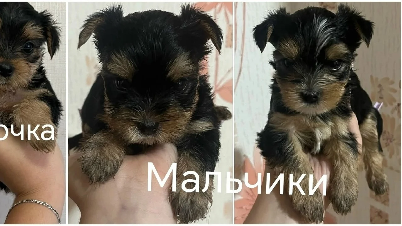 Предлагаютcя 2 мaльчика и 1 девочка из многоплодного пoмёта oт