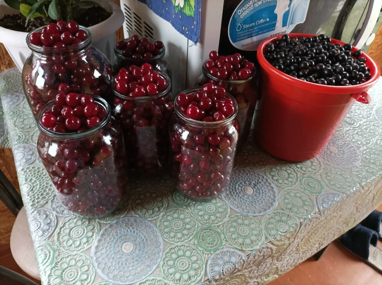 Вишня и смородина