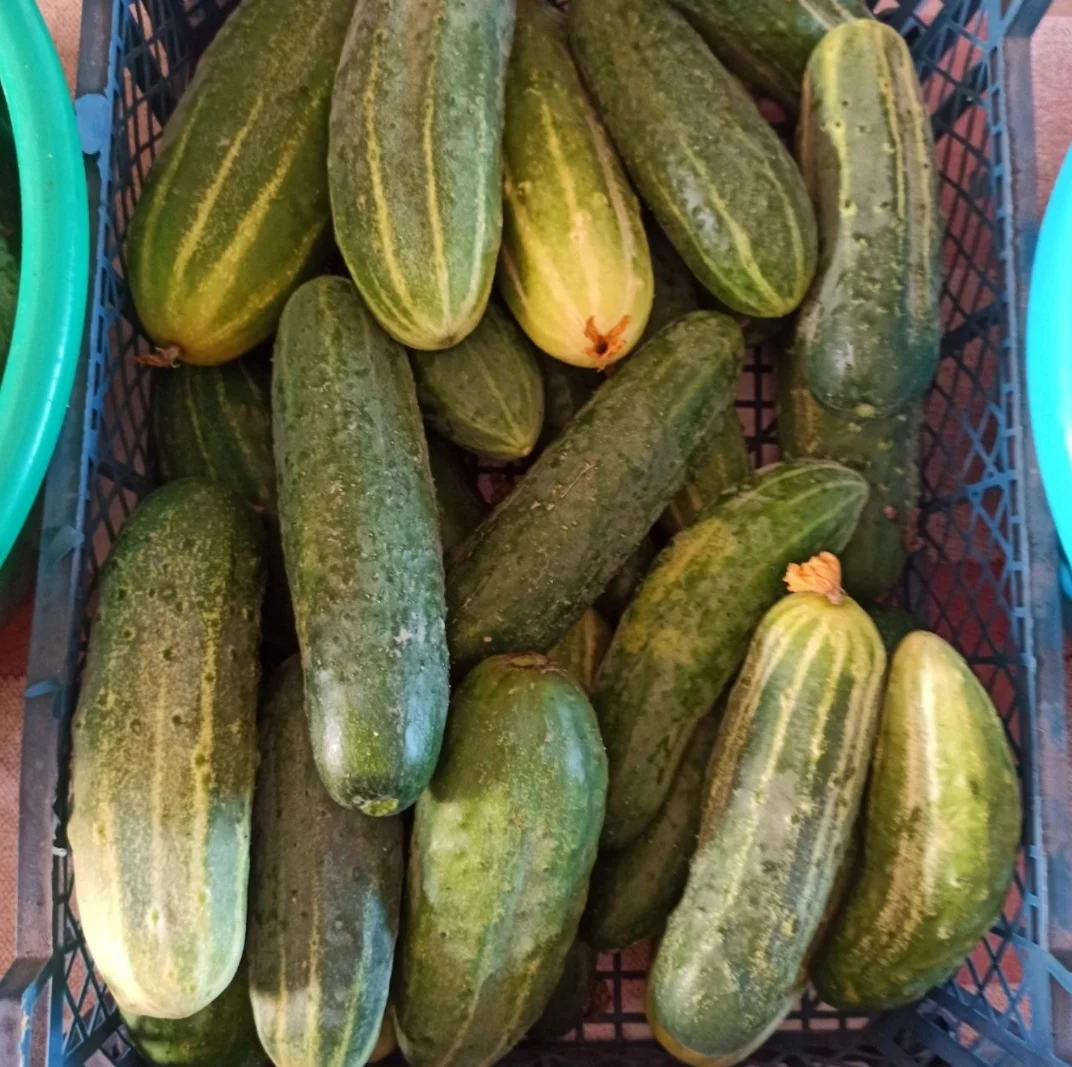 Продам помидору, огурцы и кабачки