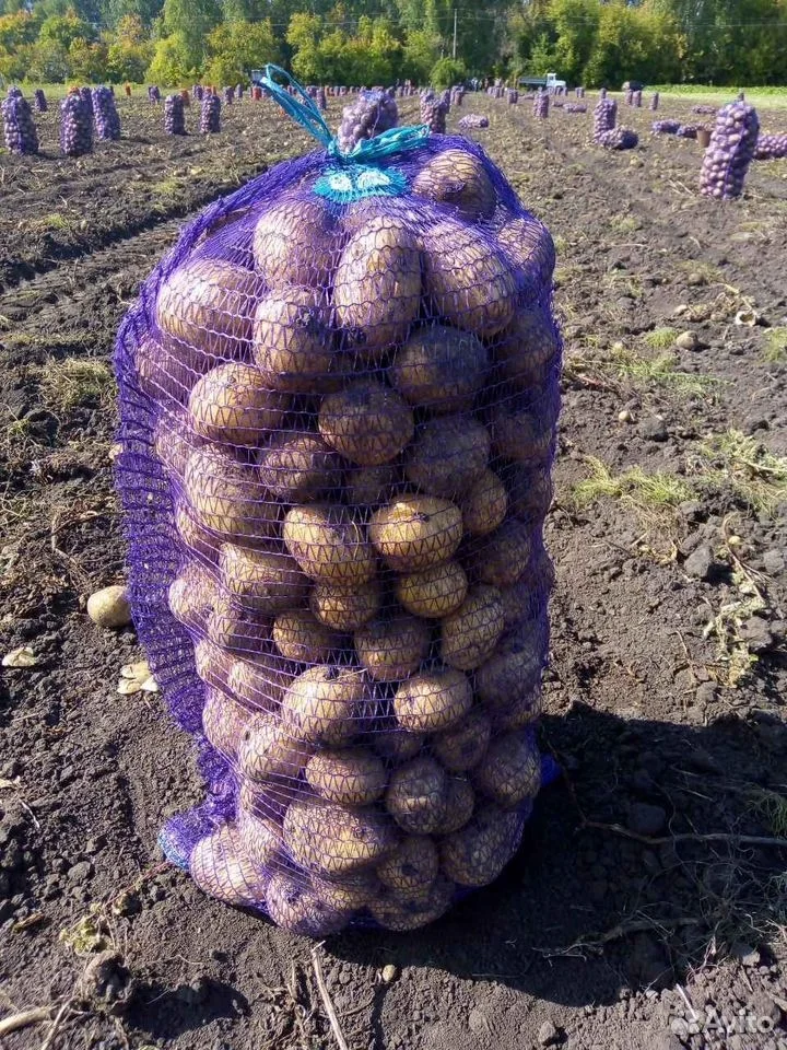 Продам картофель сорта: Гала