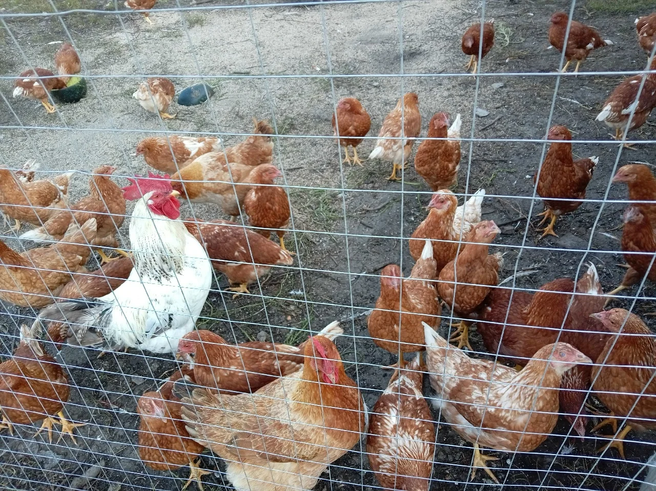 Продам несушек (молодки)