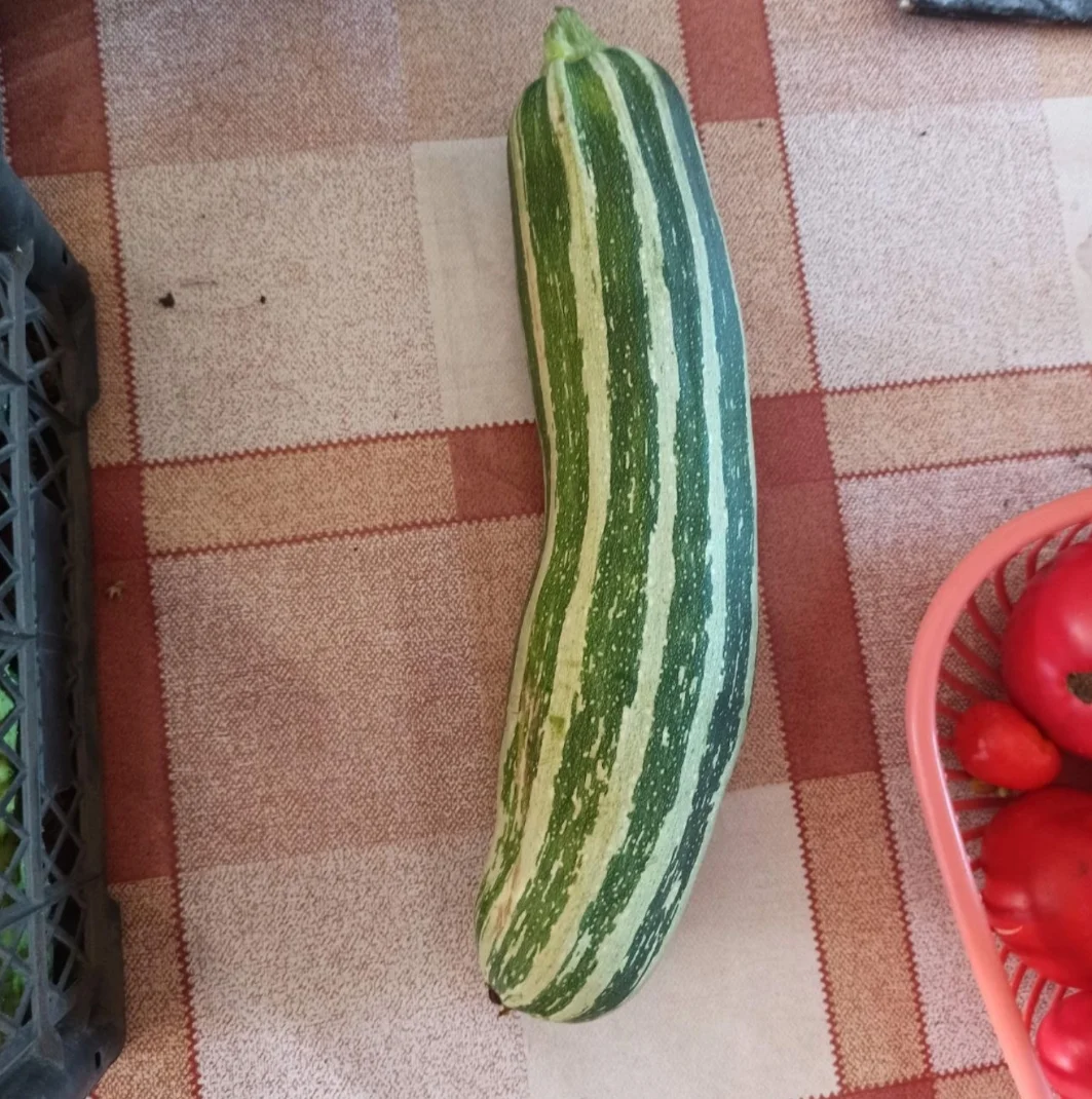 Продам помидору, огурцы и кабачки