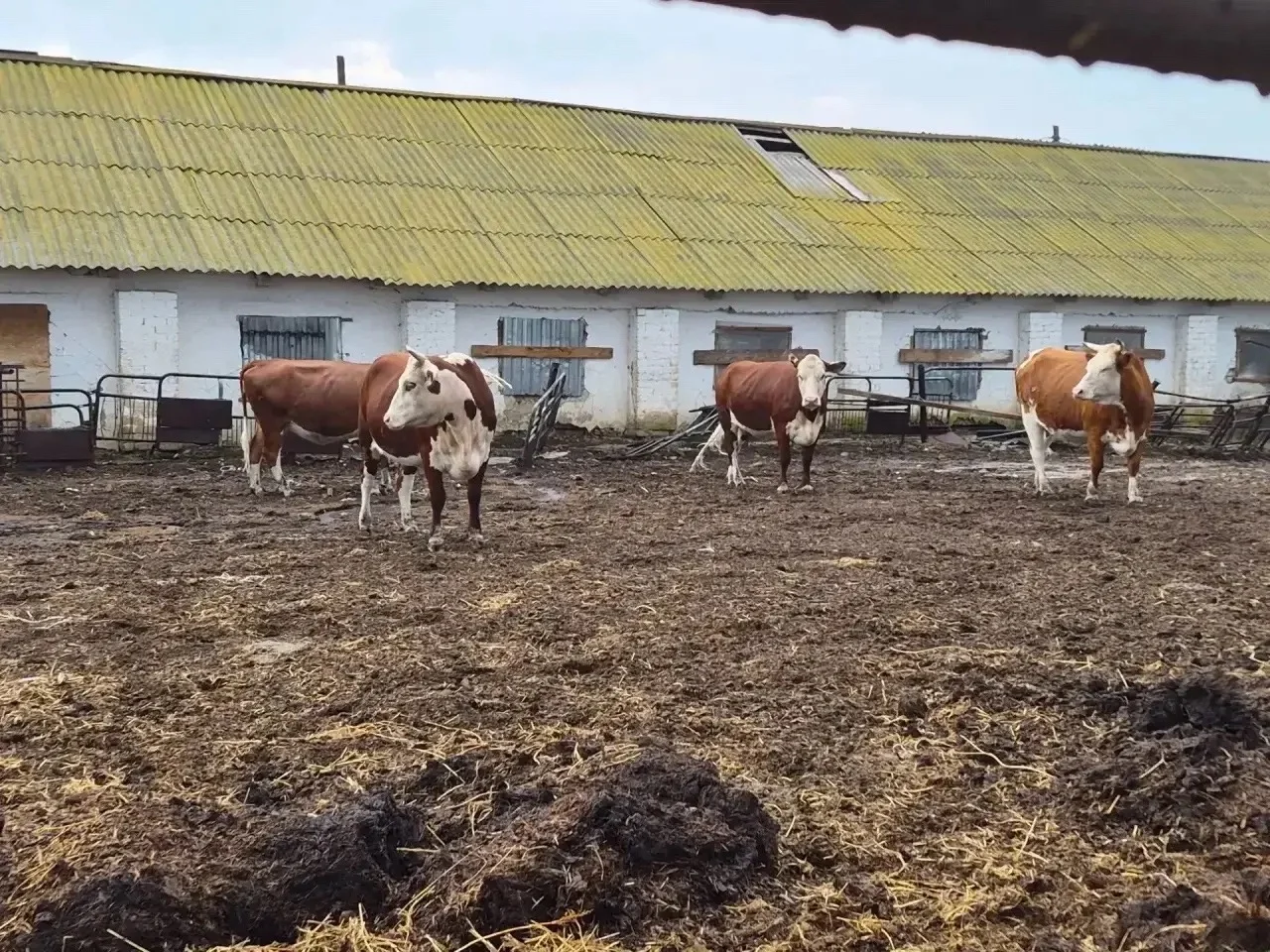 Продаются нетели белоголовые 4 головы