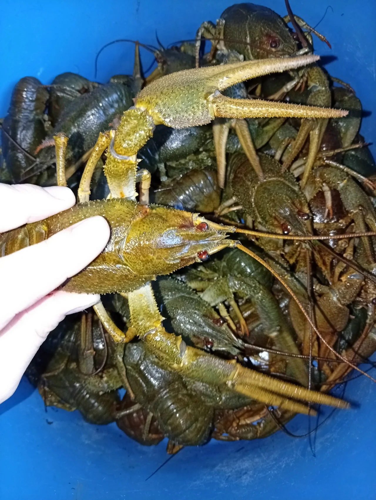 Свежие Волжские раки