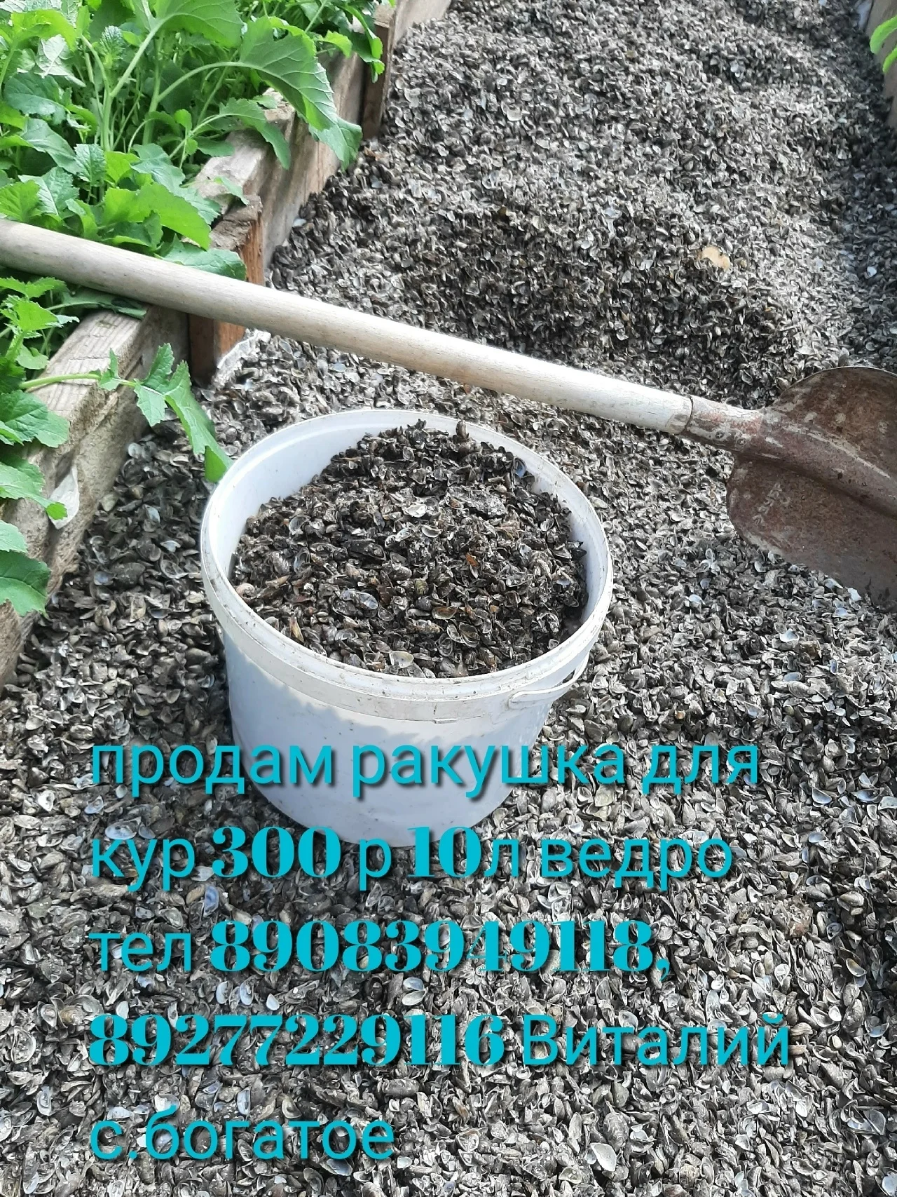 Продам ракушка для кур
