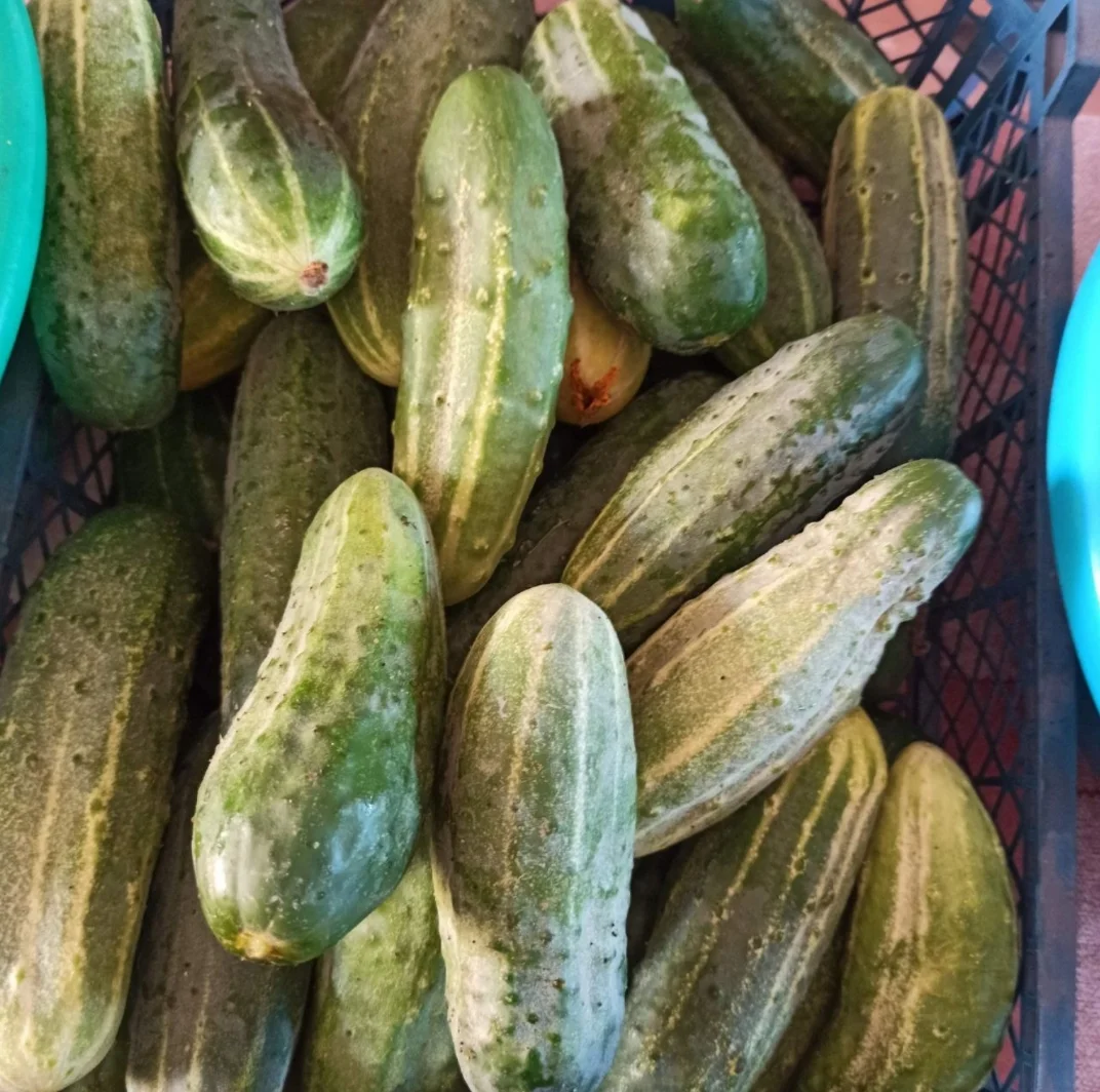 Продам помидору, огурцы и кабачки