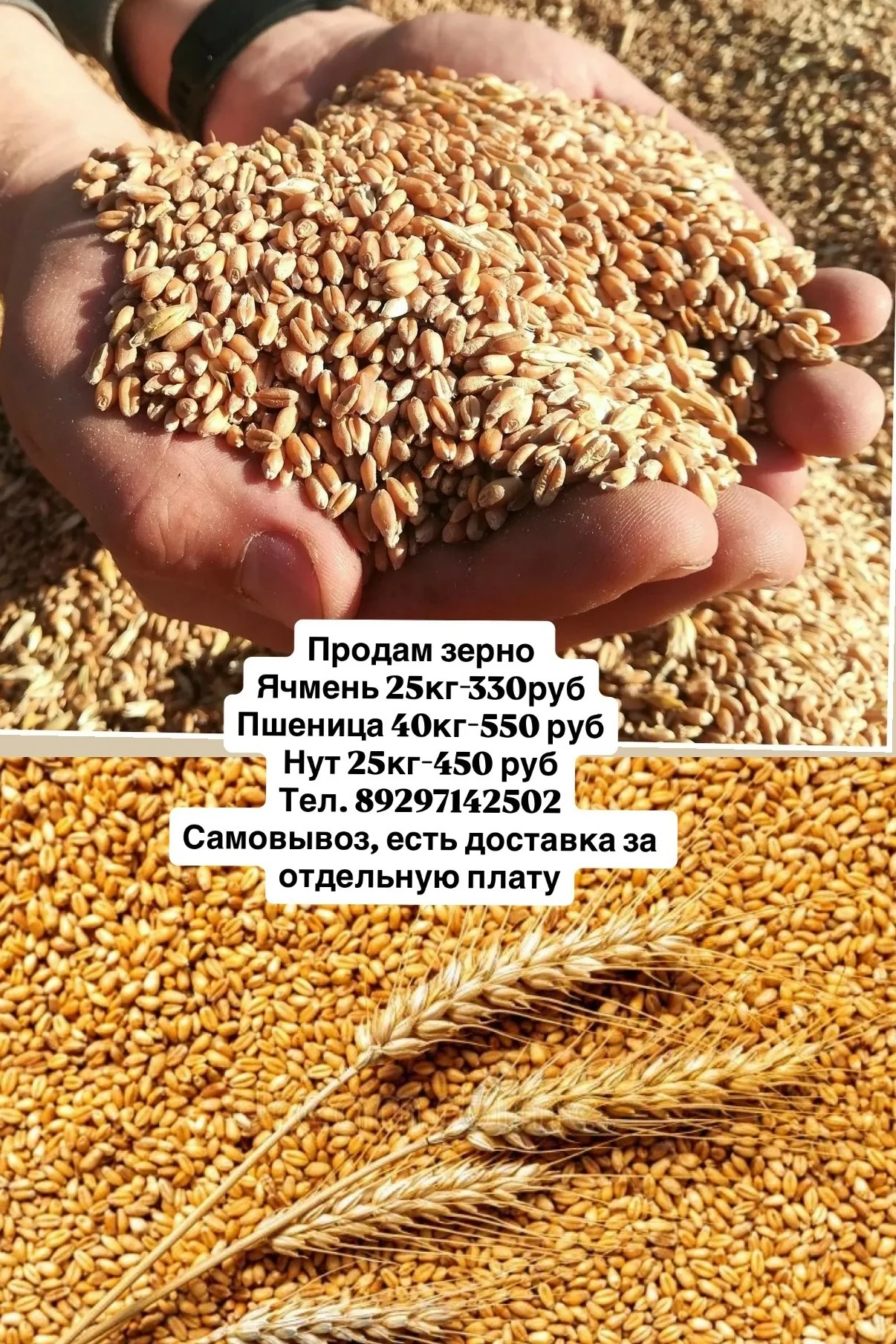 Продам зерно