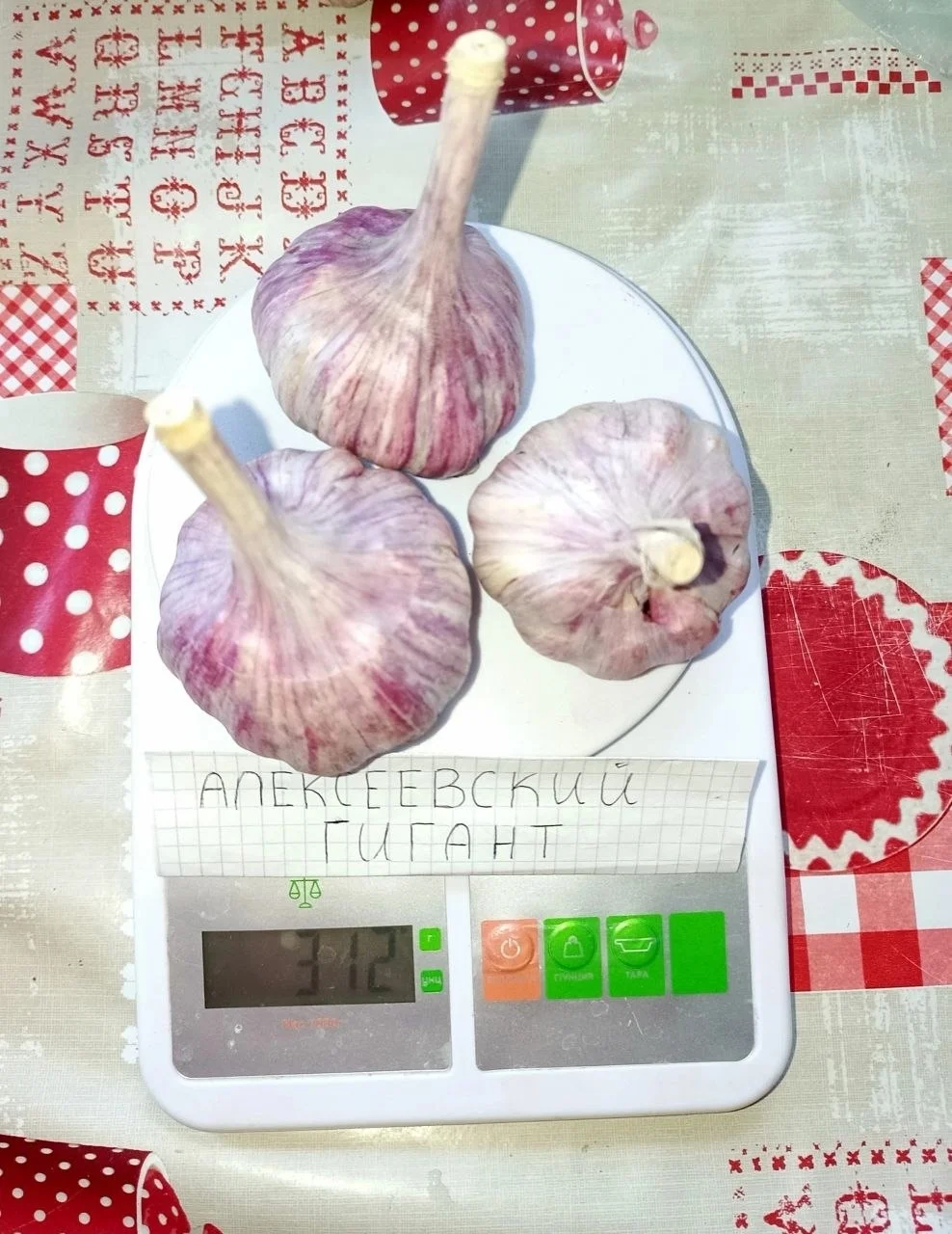 Продам сортовой чеснок