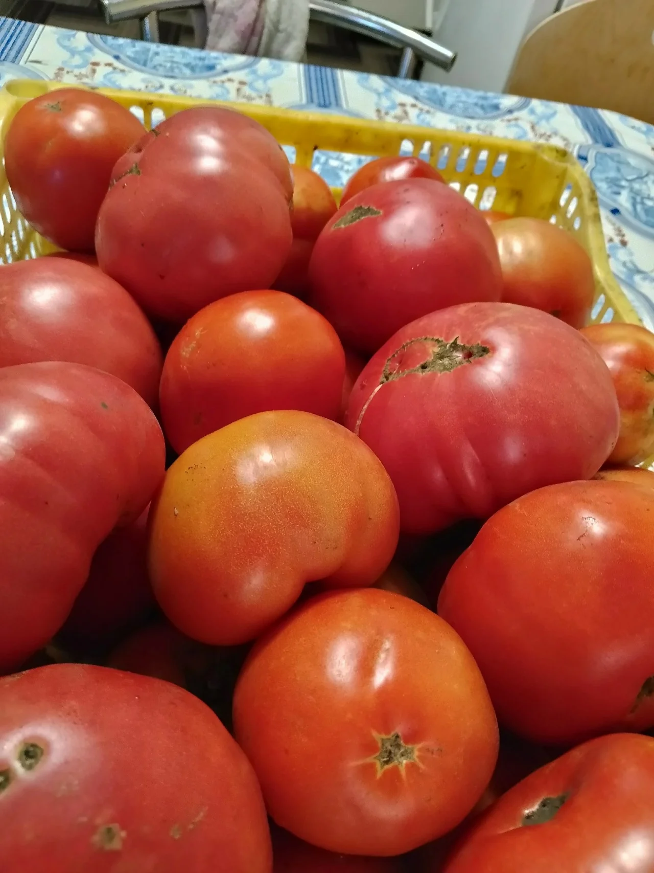 Продам помидору
