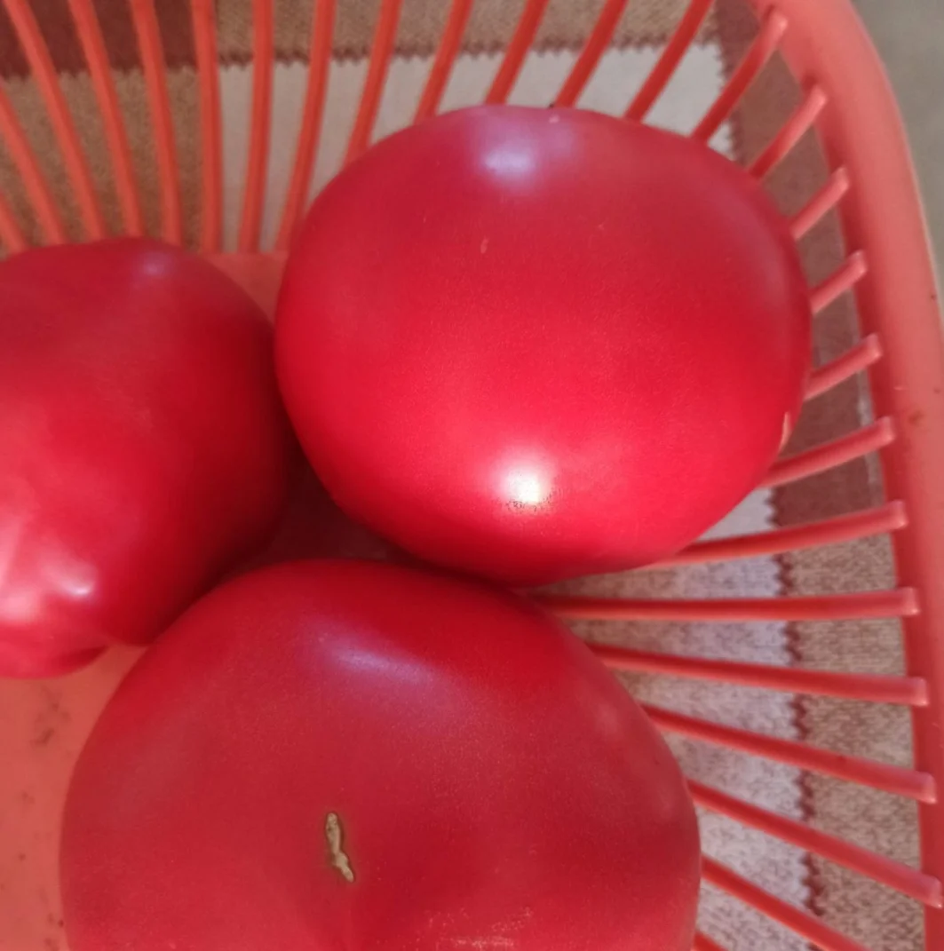 Продам помидору, огурцы и кабачки