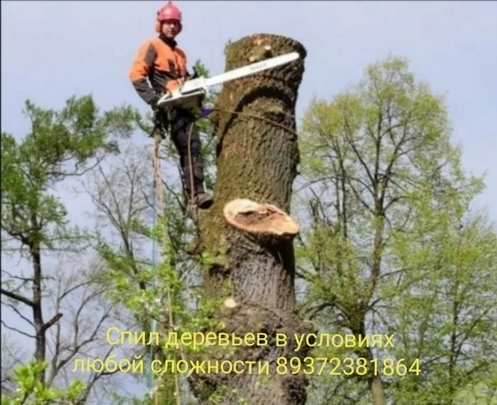 Спил деревьев