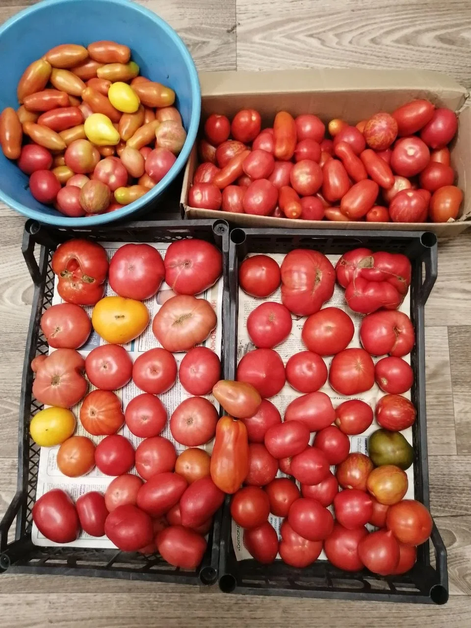 Продам помидору вечерний сбор