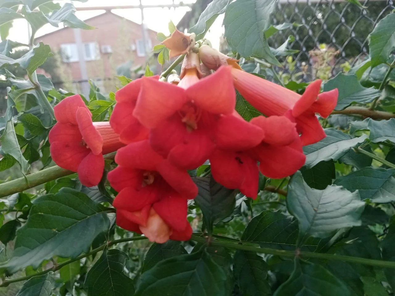 Саженцы КАМПСИССА