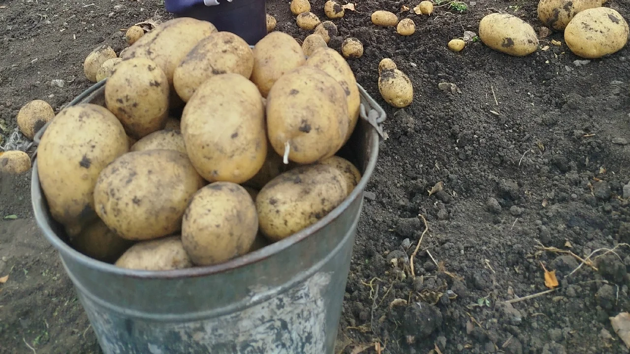 Продам картофель крупный