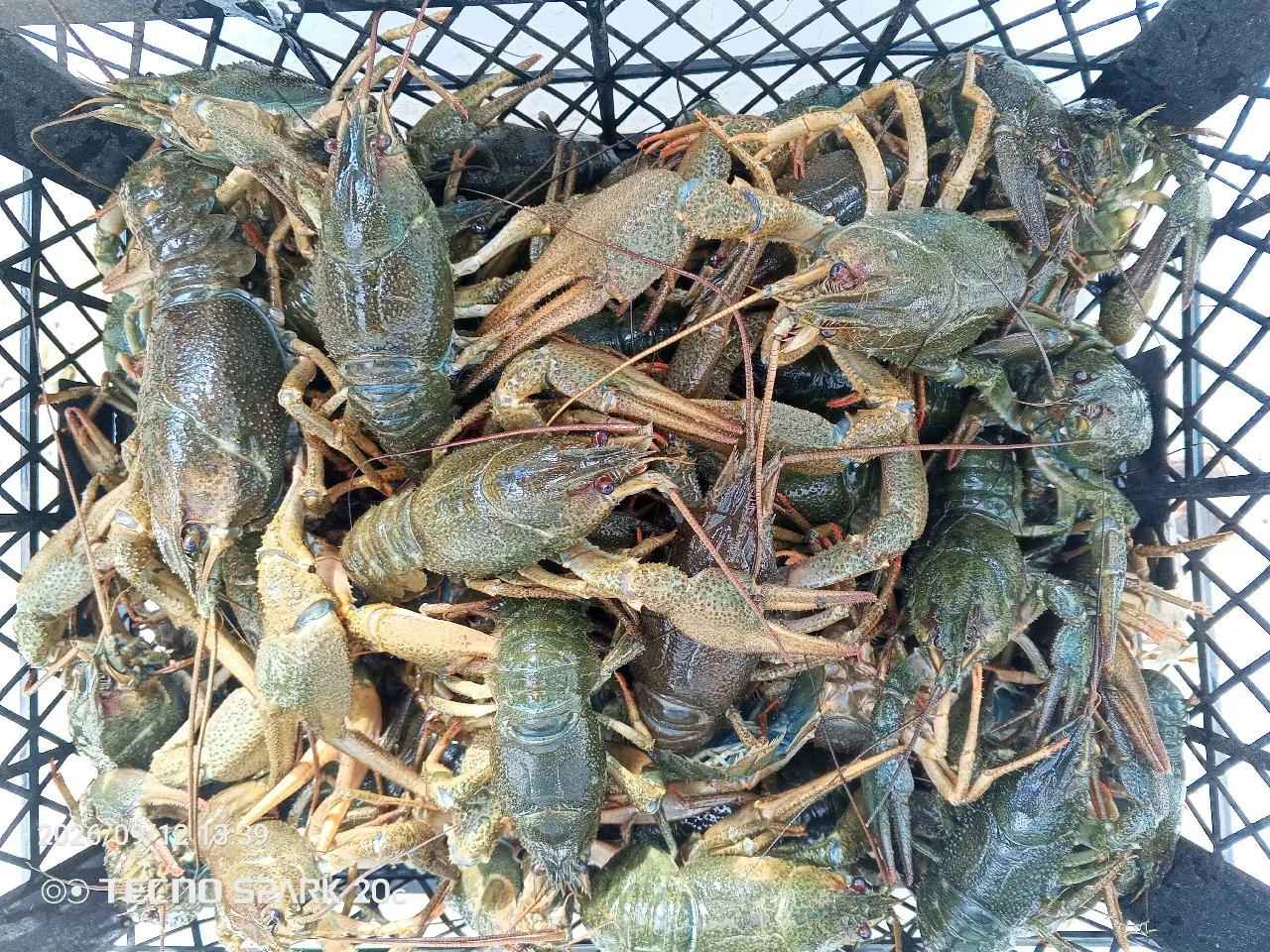 Продам раков 4 кг