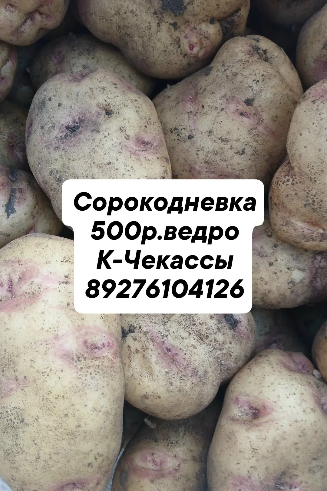 Сорокодневка, чеснок чищенный, корни хрена