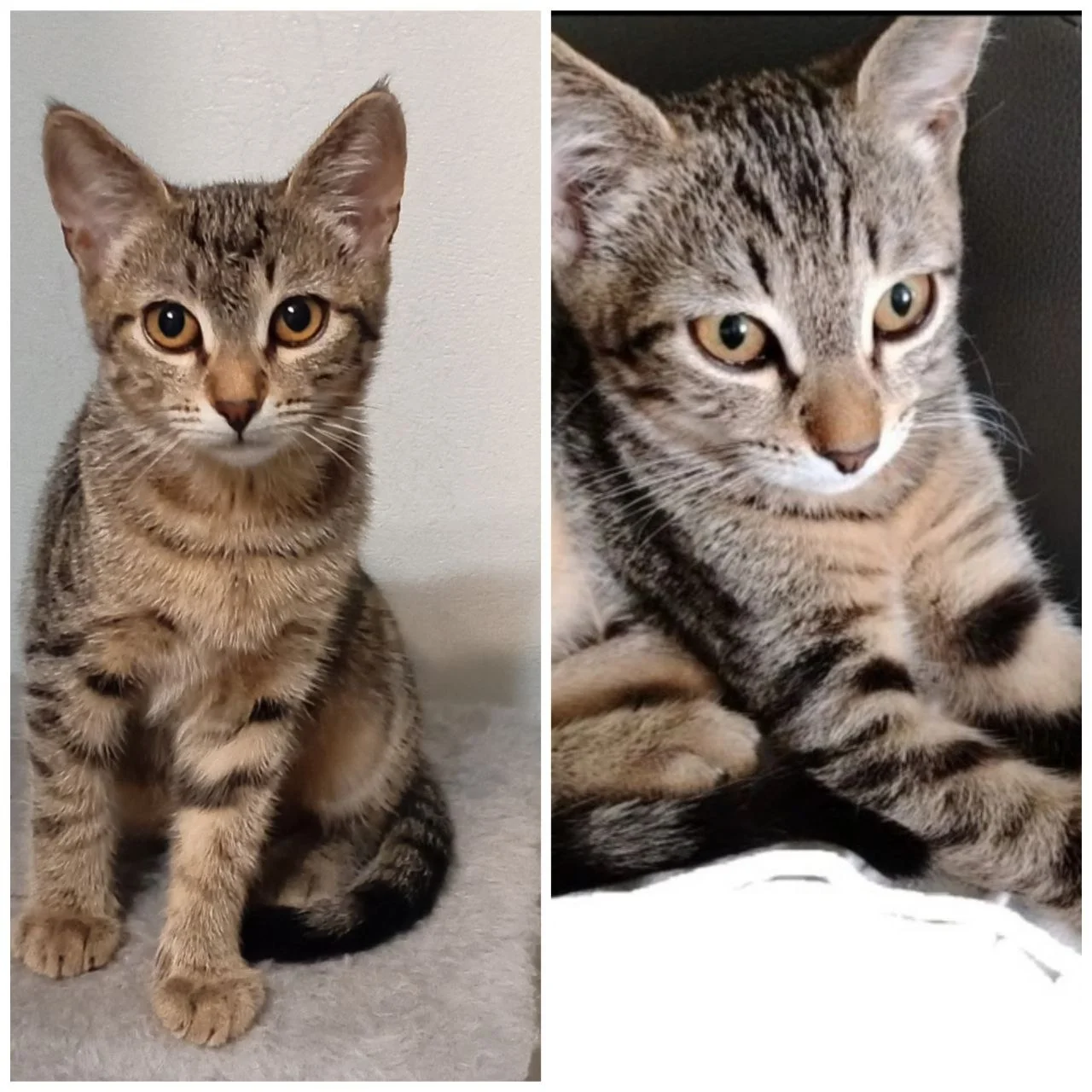 Отдам котенка