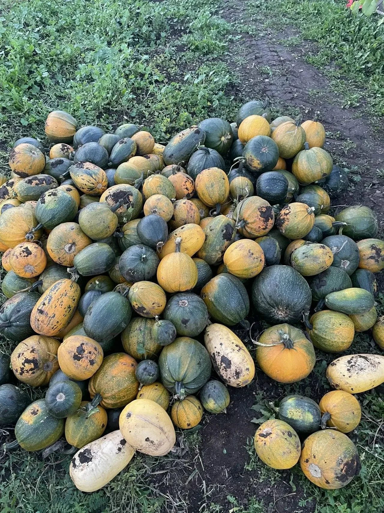 Продам тыкву