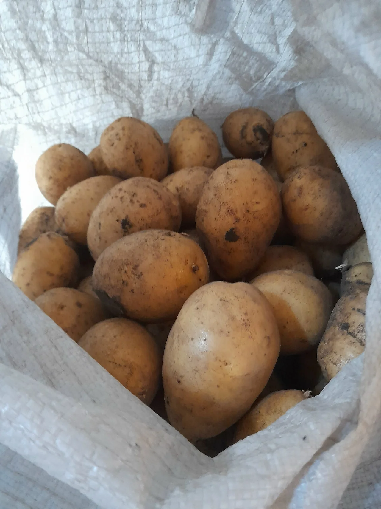 Продаём крупный домашний картофель жёлтого сорта и семенной