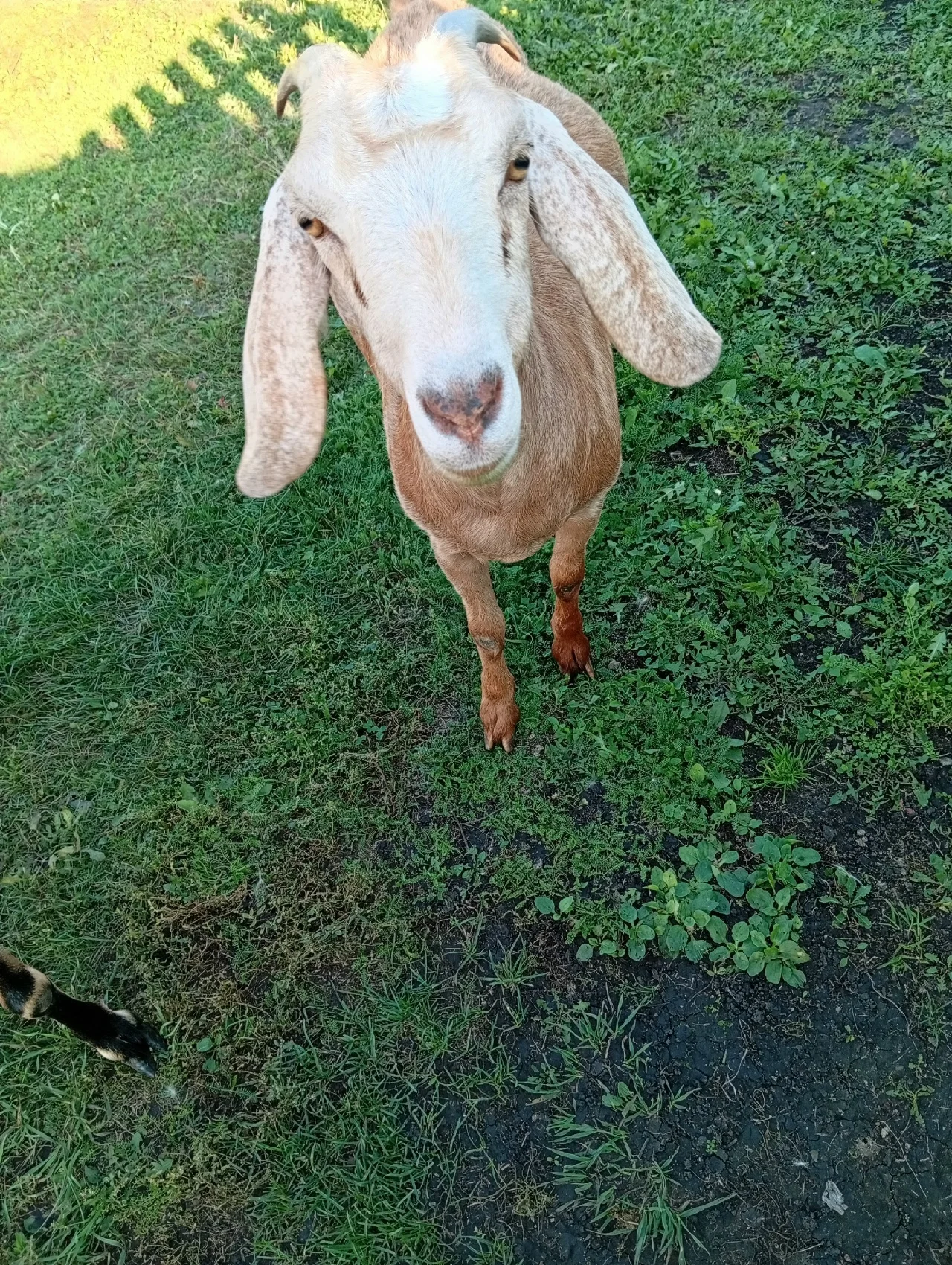 Продам козу нубийская