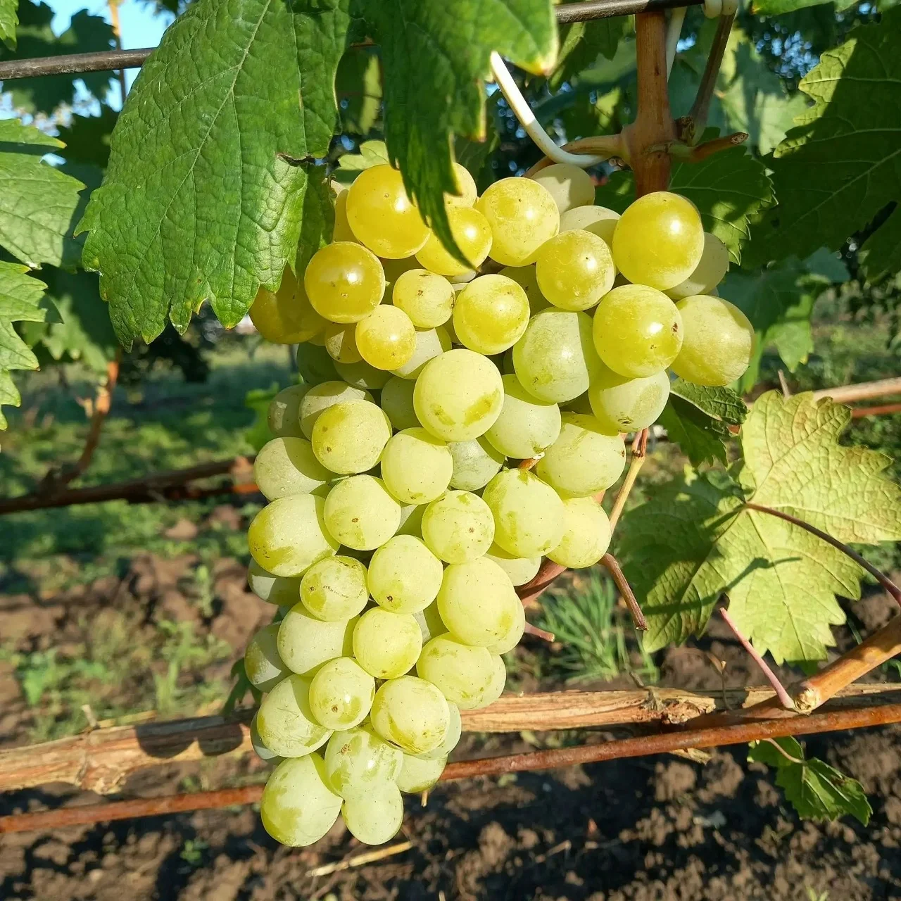 Продаю виноград