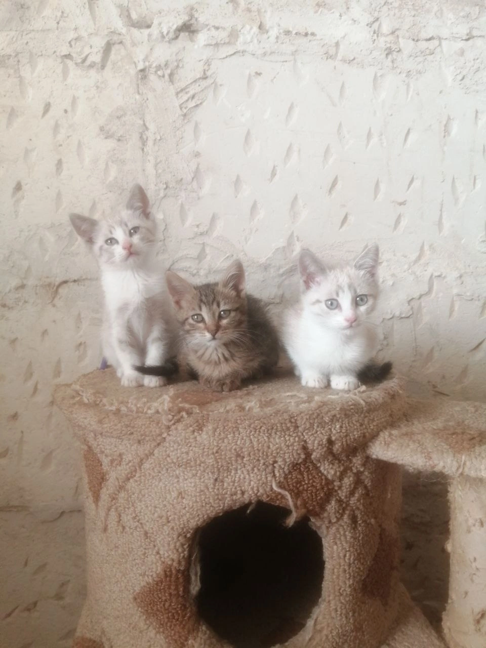 Отдам котят в добрые руки