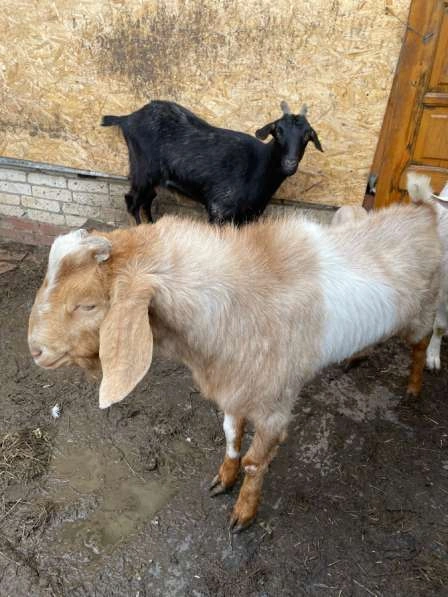 Продам коз и козла договорная цена