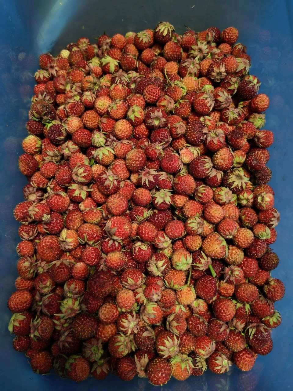 Продам землянику лесную